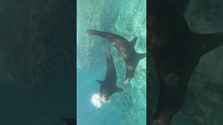 Dancing with wolves BajaSurTours bajacaliforniasur VisitaLaPaz wildlife sea sealion [upl. by Pages]