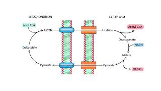 Metabolismo Intermediario  35  Parte 2  Lipogenesis [upl. by Marela]