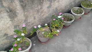 Grow THESE 5 permanent plants in November Guptas Home Gardening 🏡 [upl. by Edaw314]