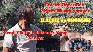 Zirai ilaç kullanmadan Zeytin Yetiştiriciliği yapıyor 10 yaşında Zeytin bahçesi Organik zeytin [upl. by Alcina]