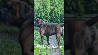 dog dogocanario presacanario [upl. by Frulla]