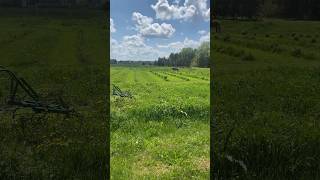 Riding Sally by the berry orchard drafthorses workinghorses belgian [upl. by Martainn]