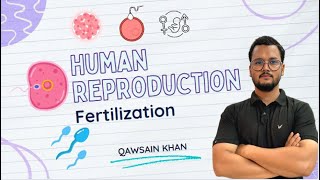 Fertilization  How fertilization occurs in human live  Fertilization in hindi live  Class 12th [upl. by Macnair228]