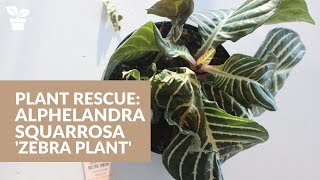 Plant Rescue Zebra Plant  Alphelandra squarrosa [upl. by Shien]