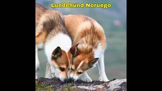 Raza única de perro Lundehund noruego youtube ytshorts youtubeshorts [upl. by Risley]