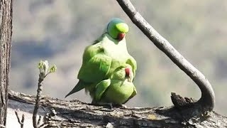 Parrot alexandrine parakeet tota mating  indian ringneck [upl. by Dasa]