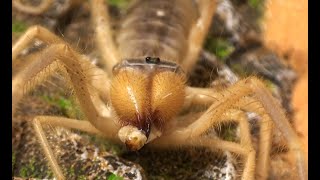 Camel Spider Solifugae From Iraq is Always Eating [upl. by Nadroj]