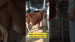 Right displacement of abomasum  RDA  Vagal indigestion vet [upl. by Leckie]