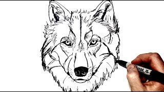 How To Draw A Wolf  Step by Step [upl. by Weyermann]