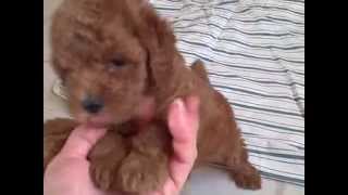 6weekold red miniature poodle puppies [upl. by Currey]