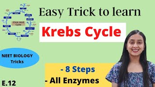 Citric acid cycle  krebs cycle  detailed explanationhindi notes English [upl. by Analram]