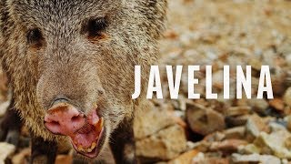 Critter Spotlight  The Javelina [upl. by Avis]