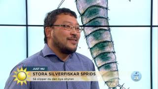 Stora silverfiskar sprids  så blir du av med nya ohyran  Nyhetsmorgon TV4 [upl. by Buseck227]