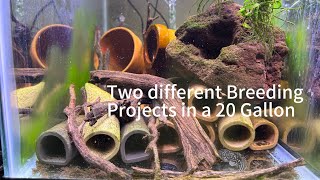 Two breeding projects with L340 Mega Clown Plecos and Dwarf Acaras [upl. by Nonnarb811]