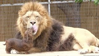 500lb Lion Is Best Friends With a Wiener Dog [upl. by Rurik]