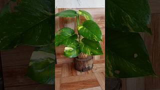 How To Make Kokedama of Big Leaves Money Plant using Coconut coir Jute Thread 🧵 and potting mix [upl. by Tenay23]