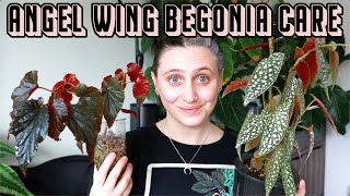 I finally figured out ANGEL WING BEGONIAS 🙌 Care Tips amp Tricks [upl. by Danny]