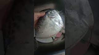 fish isda viralvideo viralshorts shortsbeta shorts [upl. by Cherish]