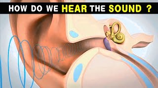 How do we hear Sound  Ear anatomy and physiology  Animated Video [upl. by Lerret234]