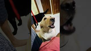 Are yaar muje bi jana hai bhar😡shortvideo shorts shortfeed dog pets doglover [upl. by Lebasiram]