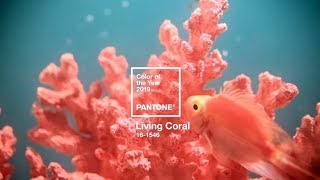 Tollens et Pantone®  Couleur de lannée 2019 [upl. by Yenreit680]