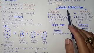 Ascomycota Life Cycle  Federal amp KPK Board  Class 11 Biology [upl. by Dru]