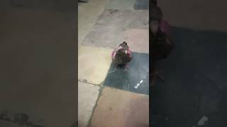 Badal kabutar 🕊shortvideos viralvideos kabootar birds triendingpigeon shortsviral [upl. by Ydahs]