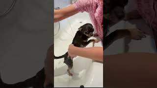 ASMR Pet Spa Bathing Chihuahua Boris for Ultimate Relaxation Dog dog asmr [upl. by Eigroeg]