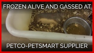 Animals Frozen Alive Crudely Gassed at Petco PetSmart Supplier Mill [upl. by Ridley]