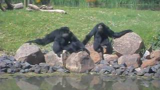 Stunning Siamang Vocal Performance [upl. by Bibbie8]