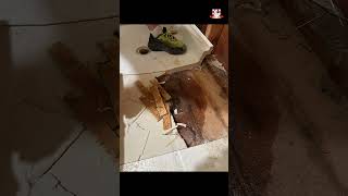 Expert Warns Avoid These Common SHOWER PAN Installation Mistakes shorts bathroomrenovation [upl. by Lewej]