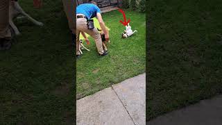 k9 dog training Belgian Malinois amp Jack Russell puppy [upl. by Enileuqaj]