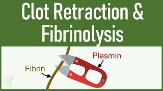 Clot Retraction amp Fibrinolysis [upl. by Abel]