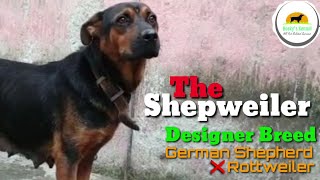 The Shepweiler German Shepherd Rottweiler Purebreed Mix Designer Breed Good Guard Breed Combination [upl. by Ahsitauq]