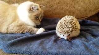 ORIGINAL VIDEO Kitty sits on hedgehog [upl. by Animehliw]