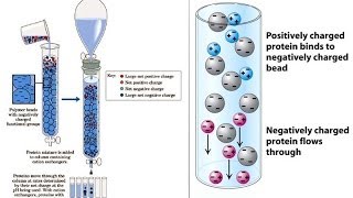 Ion exchange chromatography [upl. by Zusman]