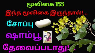 பூந்திக்கொட்டை மரம்நெய்க்கொட்டான்Sapindus emarginatusSapindus saponariapoonthikottai treeAlasal [upl. by Naruq]