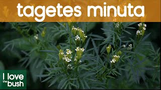 Stinking Roger Tagetes Minuta [upl. by Fitting]