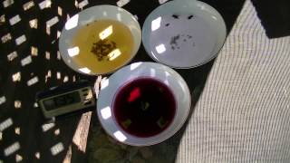 Homemade Fruit Fly Trap  what liquid to use [upl. by Anahsohs882]