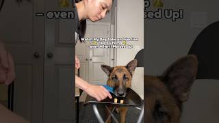 Training my dog to accept injection shorts cooperativecare dogtraining germanshepherd [upl. by Aicre]