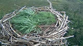 Glaslyn Ospreys Live Stream [upl. by Akcirderf]