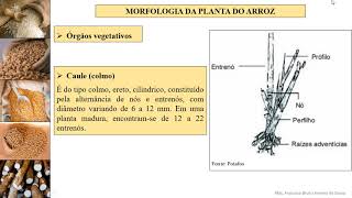 Aula 03  CULTURAS ANUAIS MORFOLOGIA DA CULTURA DO ARROZ [upl. by Aihsoj]