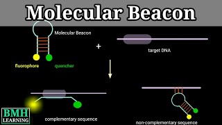 Molecular Beacon Probe  Real Time PCR Using Molecular Beacon Probe [upl. by Cynar]