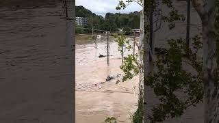 Plastic Hippo Floats Down Helene Floodwaters in Asheville [upl. by Aihsek]