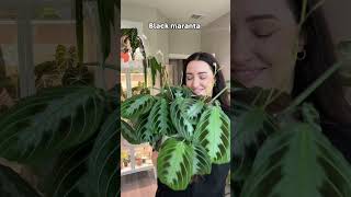 Favorite Maranta Plants 🪴 plants maranta prayerplants [upl. by Leugar130]