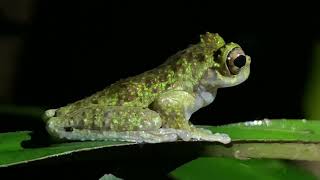 Isthmohyla lancasteri  Rana arboricola manchada  Mottled treefrog [upl. by Ahasuerus414]