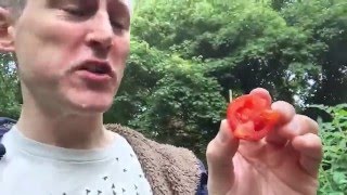 Ants Allotment 4th October 2015  Mountain Magic blight resistant tomatoes [upl. by Pradeep]