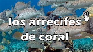 El asombroso mundo de los arrecifes de coral [upl. by Onairda]