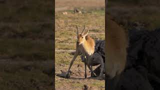 Reedbuck amp Oxpeckers shorts kenyawildlife kenyansafari africanwildanimals [upl. by Blinni]