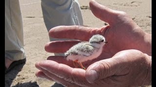 The Parks Piping Plovers [upl. by Eudoca487]